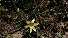 Romulea hirta