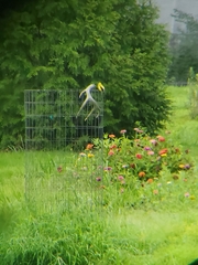 Spinus tristis tristis