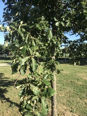 Quercus bicolor