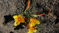 Romulea tortuosa