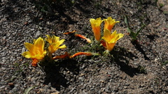 Romulea tortuosa
