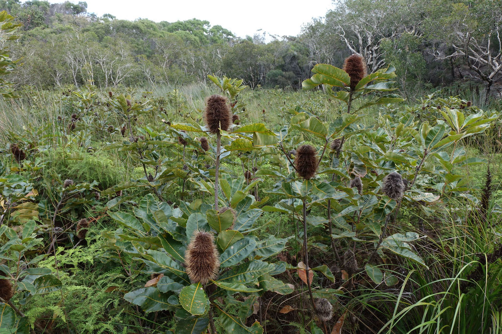 Banksia robur, Fraser Island QLD 4581, Australia