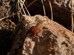 Euscorpius tauricus