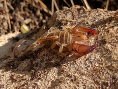Euscorpius tauricus