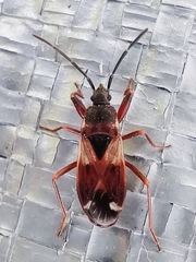 Eremocoris abietis