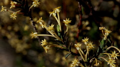 Struthiola leptantha