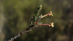 Struthiola leptantha