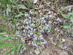 Collinsia torreyi
