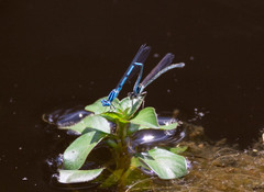 Enallagma doubledayi