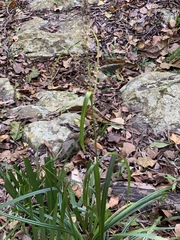 Carex spicatopaniculata