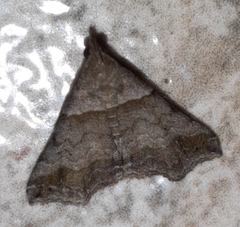 Heterogramma circumflexalis