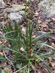 Carex spicatopaniculata