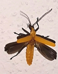 Chauliognathus sulphureus