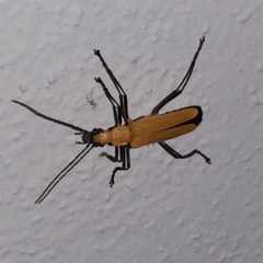 Chauliognathus sulphureus