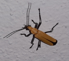 Chauliognathus sulphureus