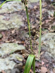 Carex spicatopaniculata