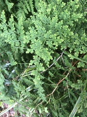 Selaginella braunii