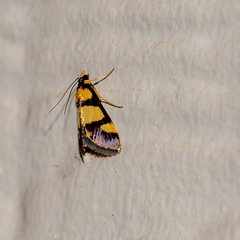 Deuterarcha xanthomela