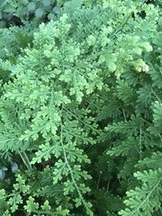 Selaginella braunii