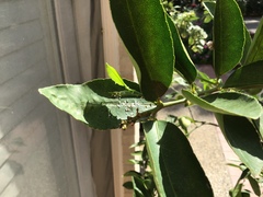 Diaphorina citri