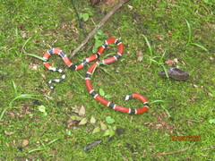 Micrurus corallinus