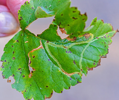 Agromyza alnibetulae