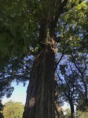 Celtis occidentalis