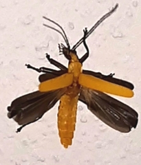 Chauliognathus sulphureus