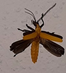 Chauliognathus sulphureus