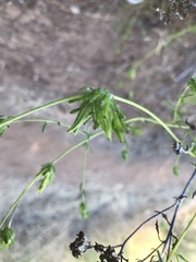 Cordylanthus rigidus setigerus