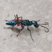 Emerald Cockroach Wasp - Photo (c) wklegend, some rights reserved (CC BY-NC), uploaded by wklegend