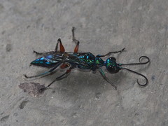 Ampulex compressa