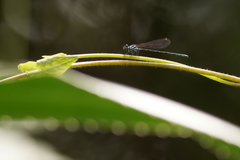 Onychargia atrocyana