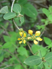 Gaudichaudia cynanchoides
