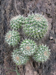 Mammillaria scrippsiana