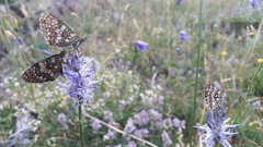 Melitaea varia