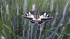 Papilio machaon