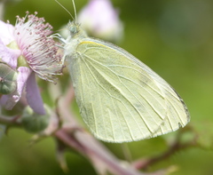 Pieris mannii