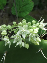 Funastrum pannosum