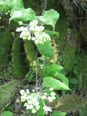 Funastrum pannosum