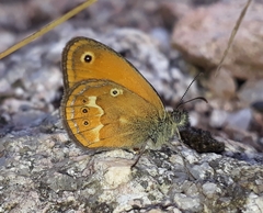 Coenonympha corinna