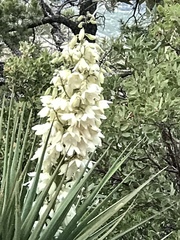 Yucca schottii