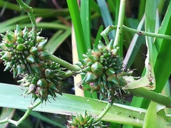 Sparganium erectum erectum