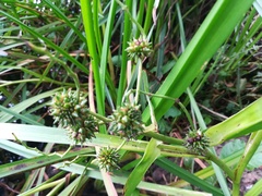 Sparganium erectum erectum