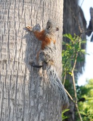 Sciurus aureogaster aureogaster