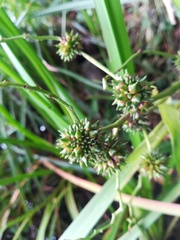 Sparganium erectum erectum