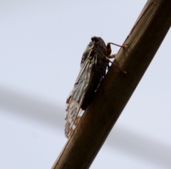 Platypleura kaempferi