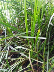 Sparganium erectum erectum