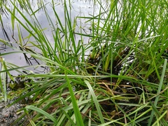 Sparganium erectum erectum