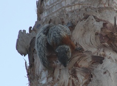 Sciurus aureogaster aureogaster